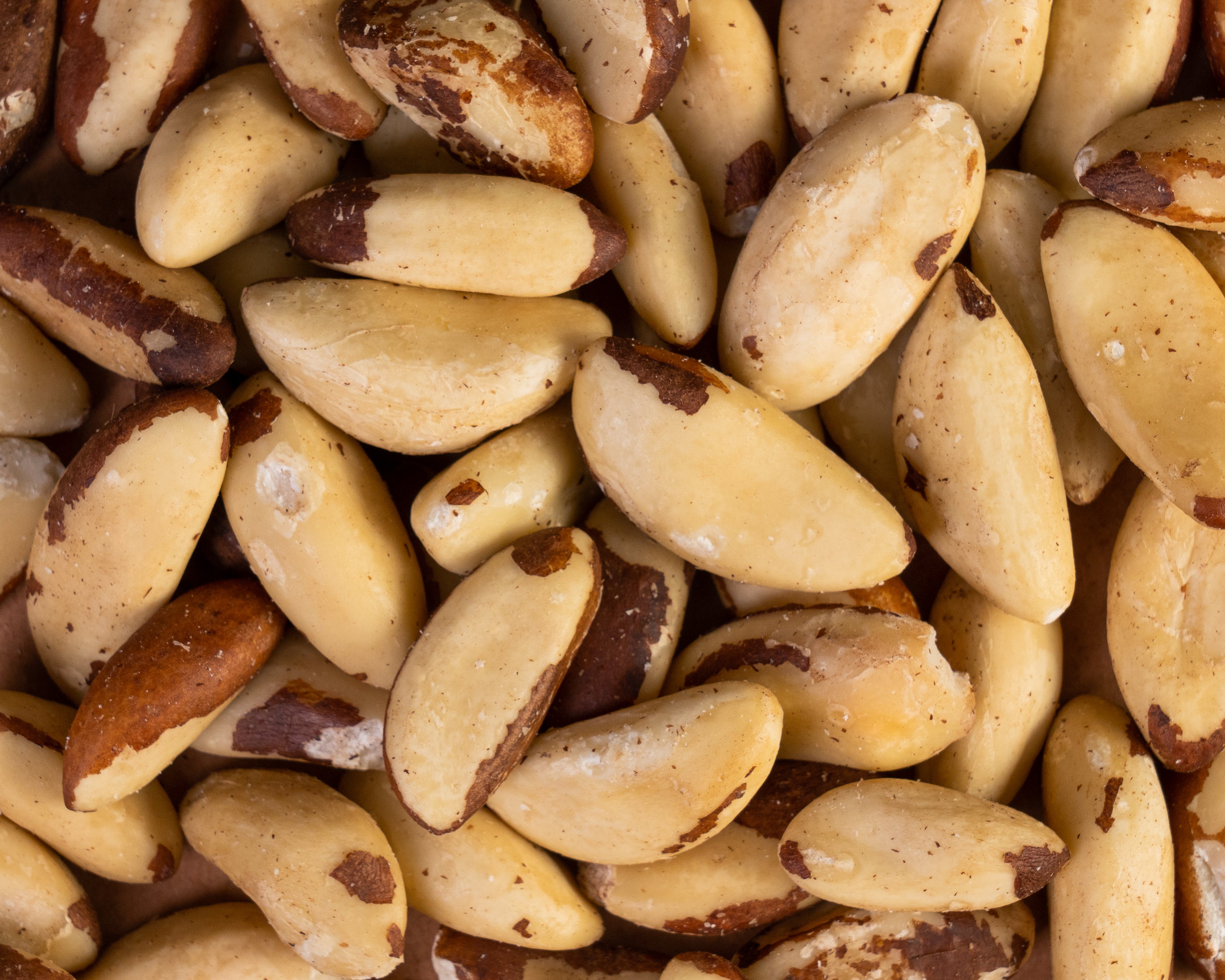 Paranusskerne "Brasil Nuts" bio